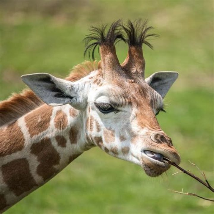 The Ultimate Guide To Giraffe Antlers | Explore Sizes, Shapes, And More