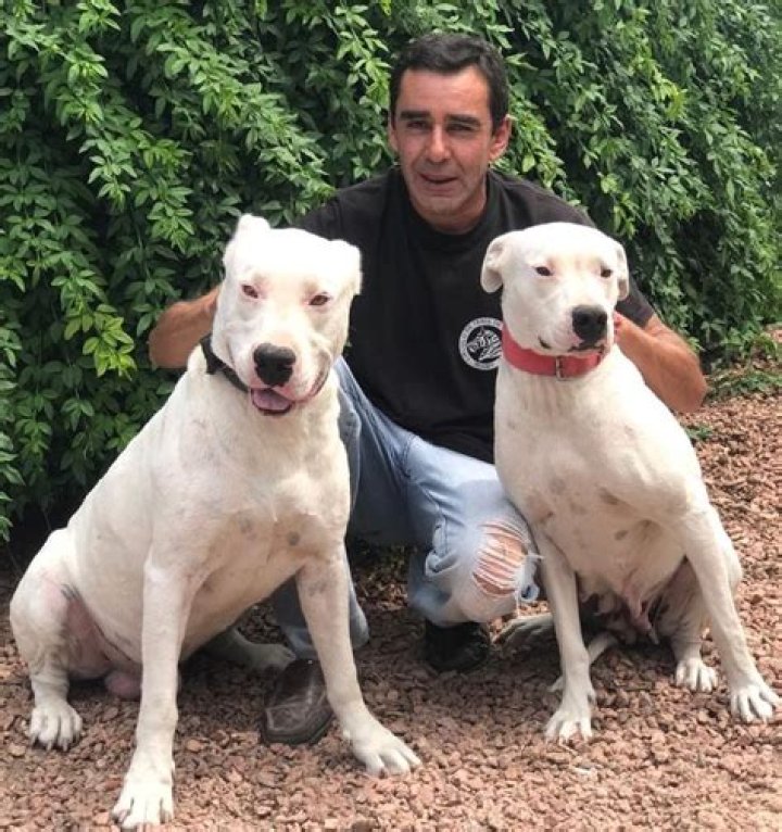 Unleash The Power: Meet The Incredible Hulk Labrador