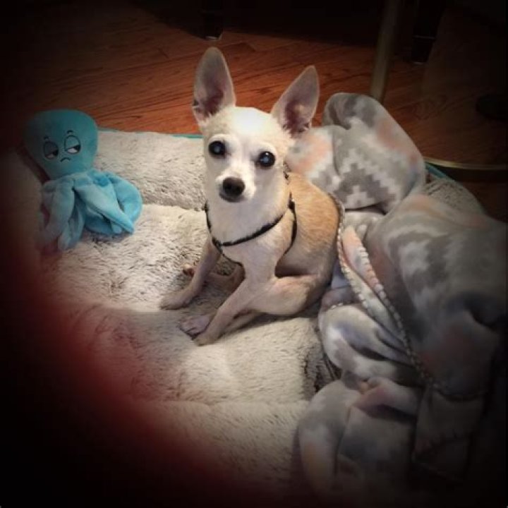 The Ultimate Guide To Joyce Robbins: Unlocking The Secrets Of Her Success