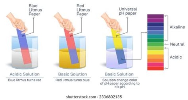 Ultimate Guide To Litmus Reddeners: Understanding Their Role In Chemical Testing
