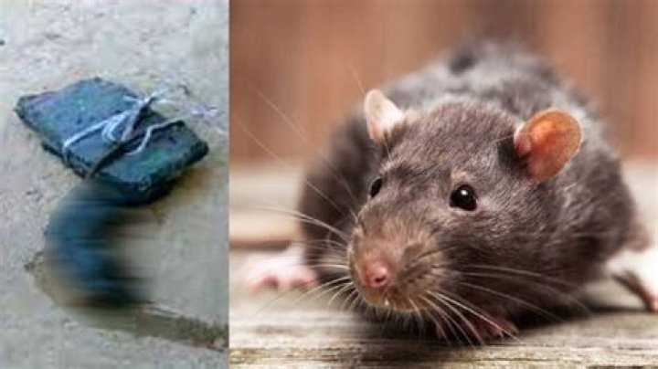 The Ultimate Guide To The Notorious "Murder Rat"